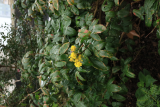 Mahonia aquifolium 'Smaragd'RCP3-2010 (31).JPG